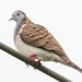 Bar-shouldered Dove - Photo (c) andrew_mc, all rights reserved