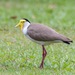Masked Lapwing - Photo (c) andrew_mc, all rights reserved