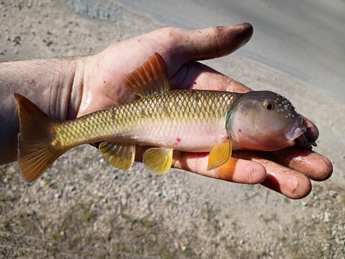 River Chub