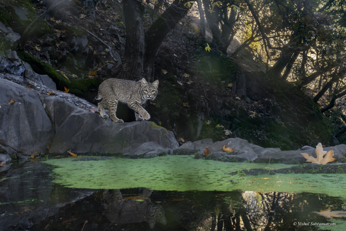 iNaturalist observation photo of Bobcat