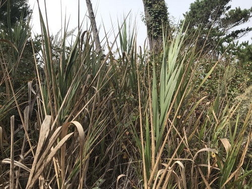 Giant Wildrye* foliage