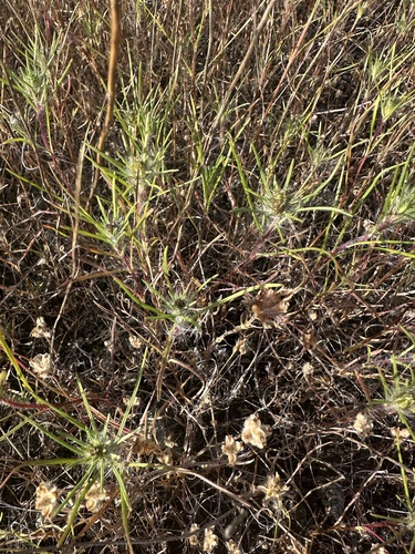Sticky Calycadenia seedling