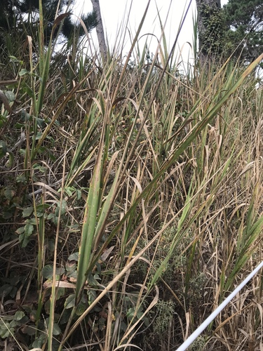 Giant Wild Rye foliage