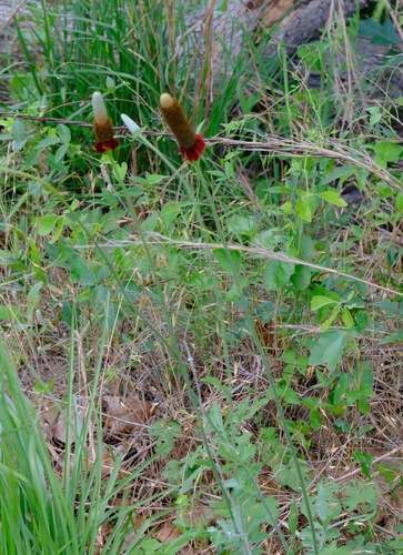 Ratibida peduncularis var. picta