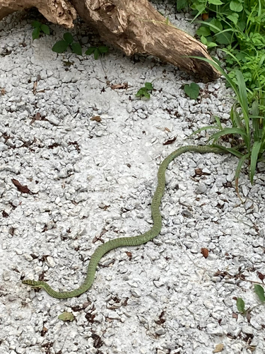 Golden Tree Snake