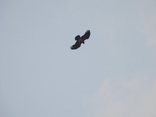 Greater Spotted Eagle