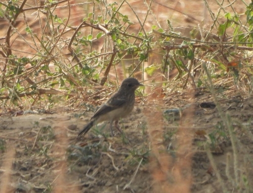 Pied Bushchat