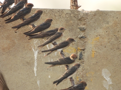Streak-throated Swallow