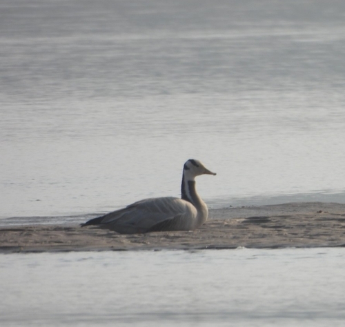 Bar-headed Goose
