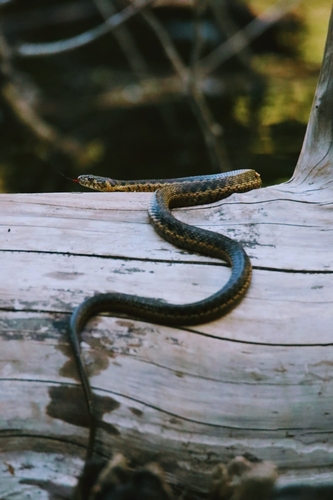 iNaturalist observation photo of Sierra Garter Snake