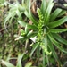Hechtia guatemalensis - Photo (c) Yader Sageth Ruiz, all rights reserved, uploaded by Yader Sageth Ruiz