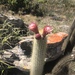 Pilosocereus aurisetus - Photo (c) peregrine84, all rights reserved