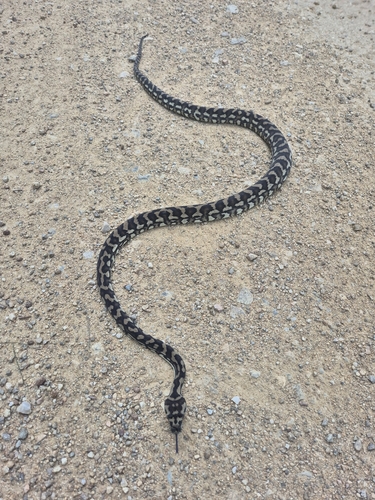 Coastal Carpet Python sighting