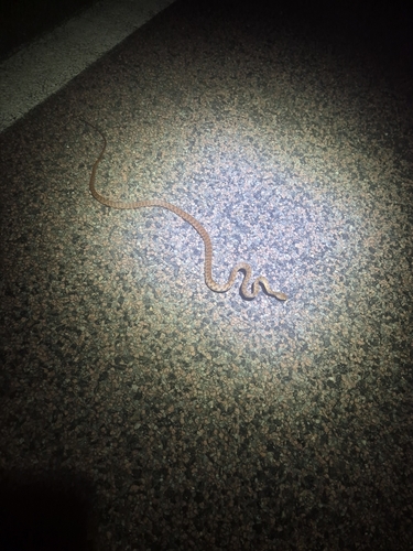 Brown Tree Snake sighting