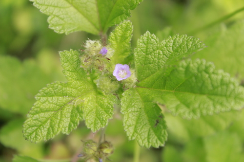 Fuertesimalva limensis
