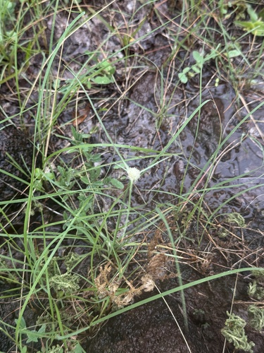 whitehead spikesedge
