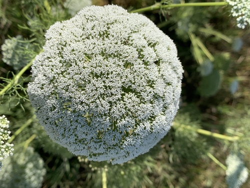 Visnaga daucoides Gaertn.