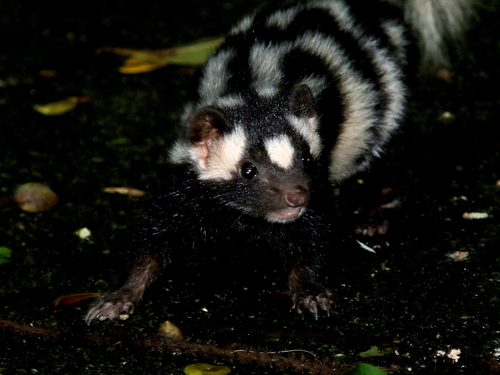Alleghanian Spotted Skunk