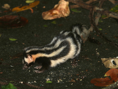 Alleghanian Spotted Skunk