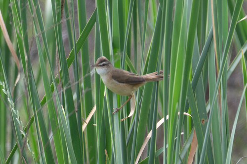 Manchurian Reed Warbler