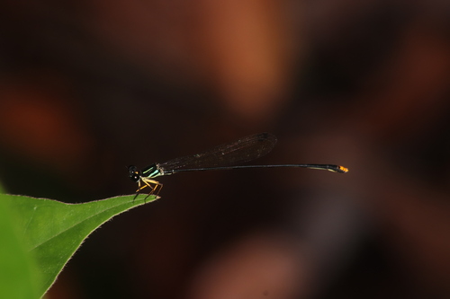 Orange-legged Yellowwing
