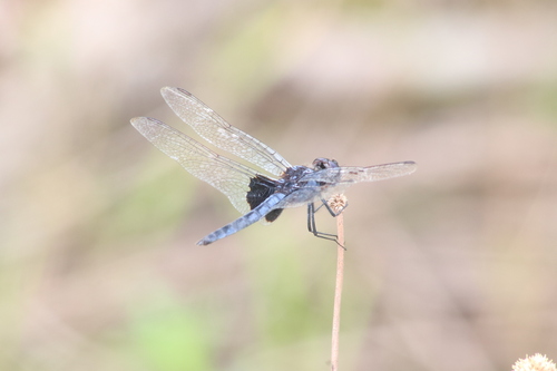 Blue Basker