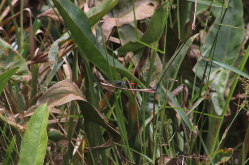 Greater Peppertail