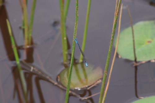 Aciagrion africanum