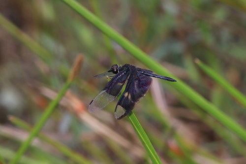 Veiled Flutterer