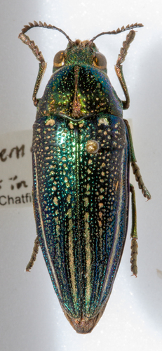 Amblysterna natalensis
