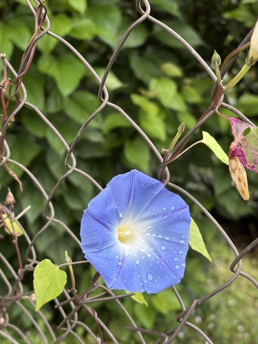Garden Morning Glory