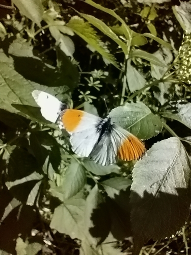 orange-tip