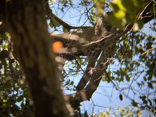 iNaturalist observation photo of Nuttall's Woodpecker