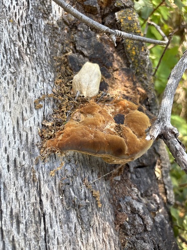 iNaturalist observation photo of Fuscoporia