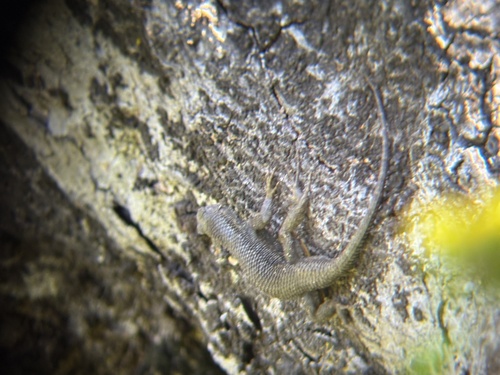 iNaturalist observation photo of Western Fence Lizard