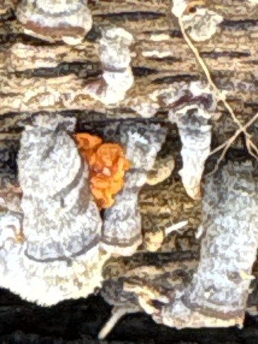 iNaturalist observation photo of golden ear