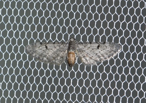 Eupithecia quadripunctata