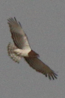 Beaudouin's Snake-Eagle