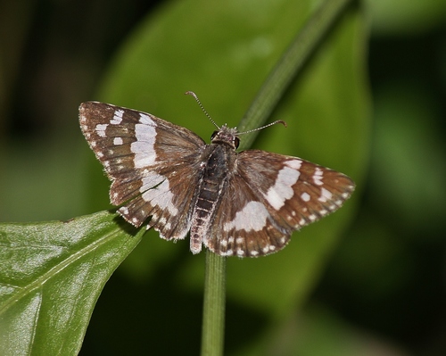Erichson's White-Skipper