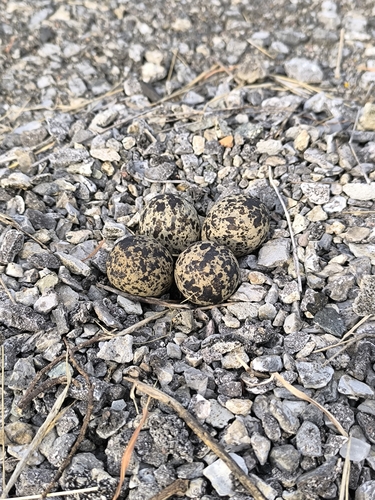 Red-wattled Lapwing