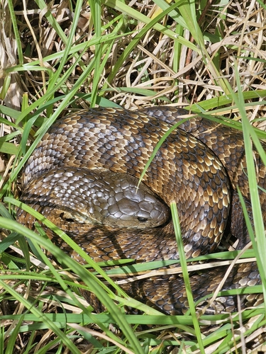 Tiger Snake sighting