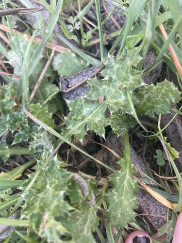 iNaturalist observation photo of Thistles and Burdocks