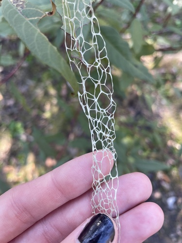 iNaturalist observation photo of lace lichen
