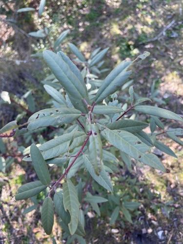 iNaturalist observation photo of coffeeberry