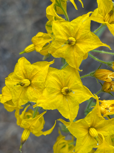 Solanum habrochaites S.Knapp & D.M.Spooner
