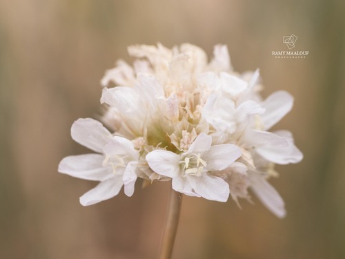 Armeria undulata