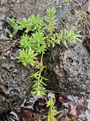 shaggy portulaca