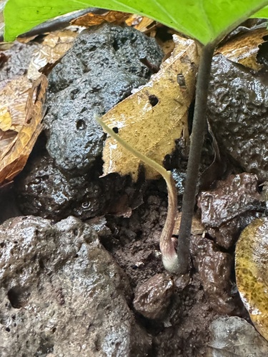 Typhonium digitatum