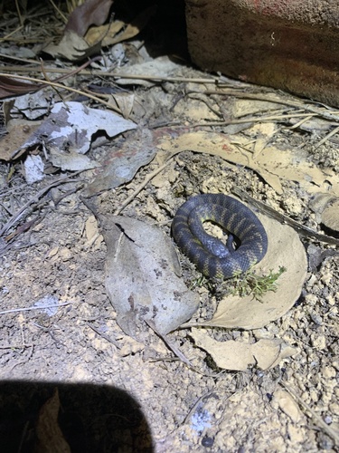 Tiger Snake sighting