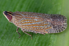 Image of Pseudhelicoptera nasuta